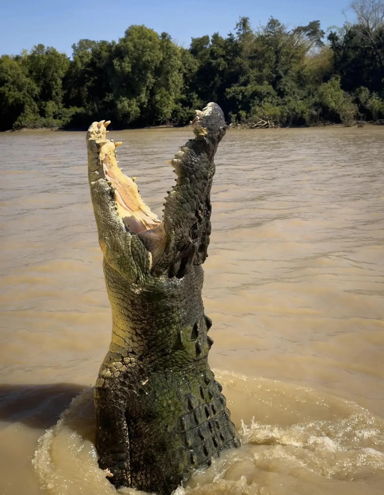 Adelaide River Jumping Crocodiles