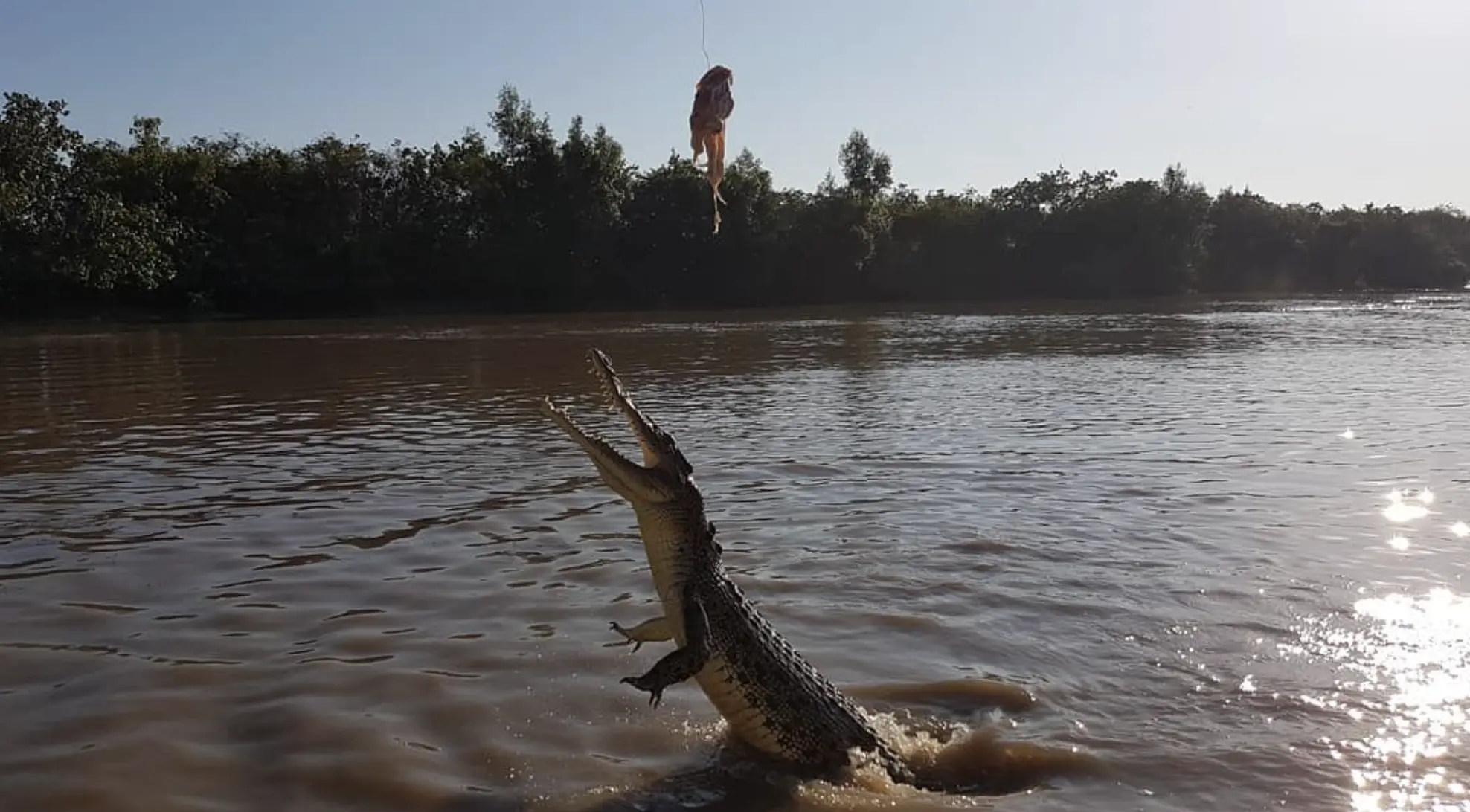 Indigenous Crocodile Stories