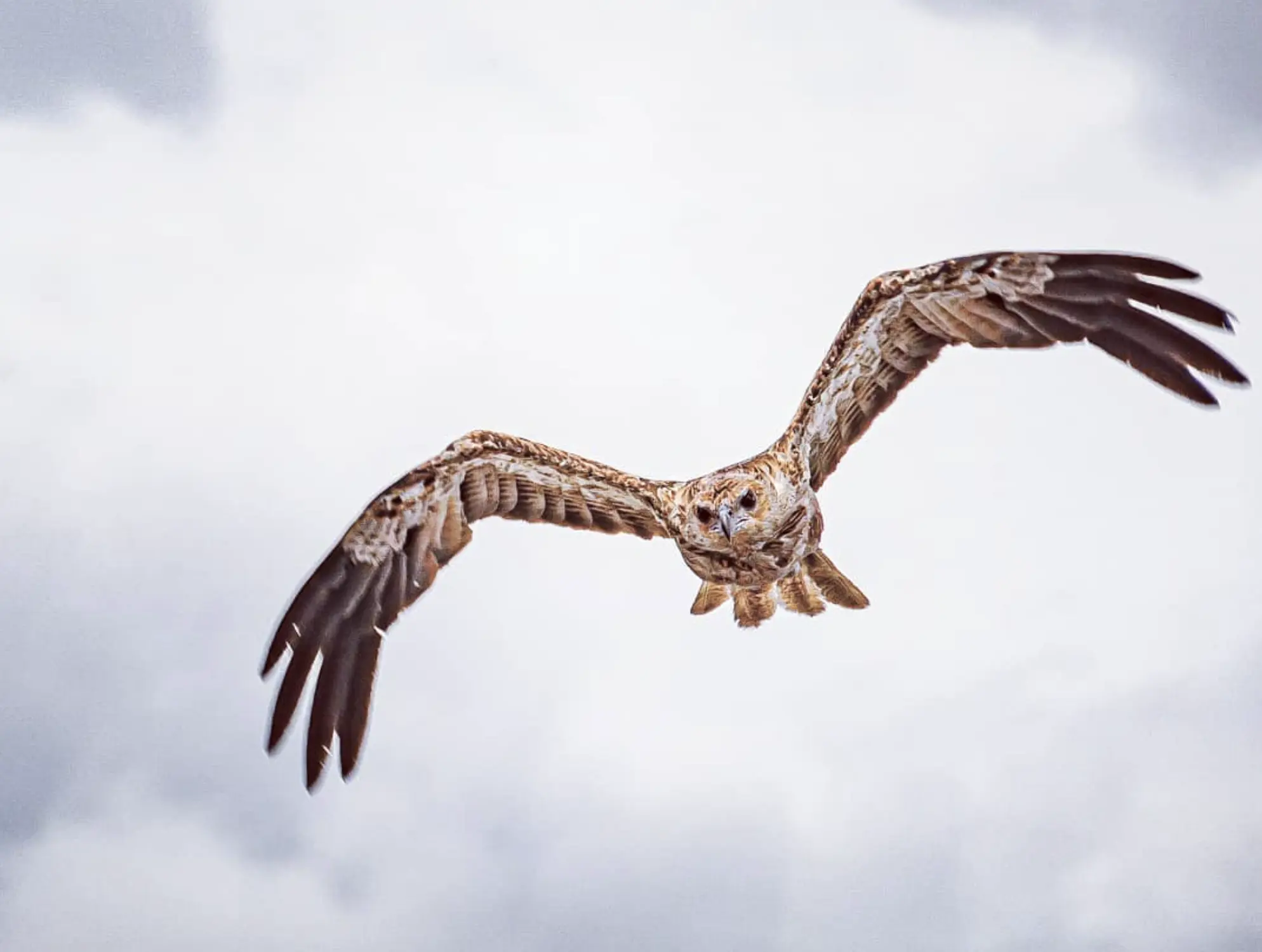 Kakadu National Park Wildlife