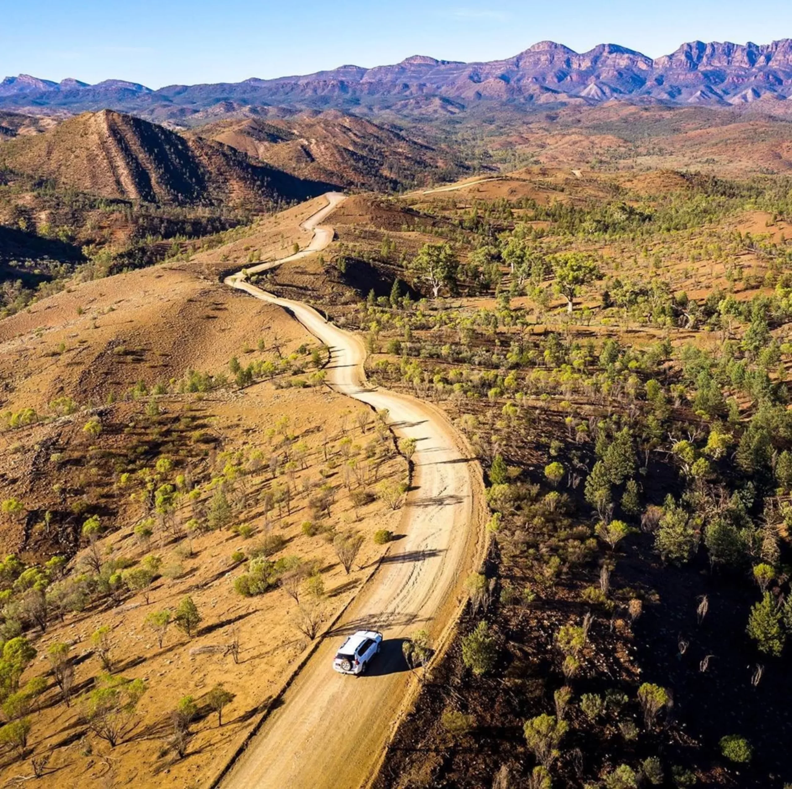 Razorback, Larapinta