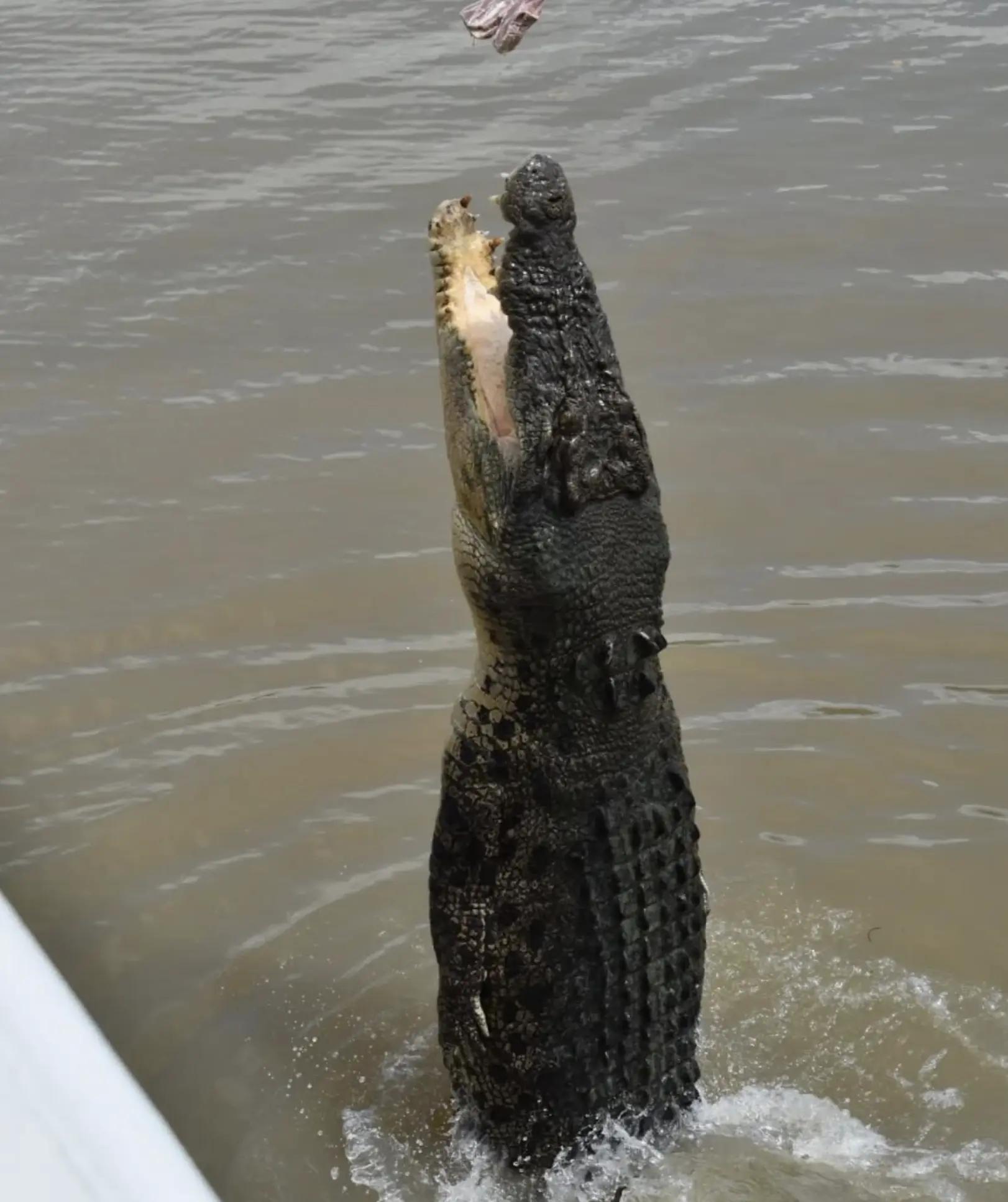 jumping crocodile tour Darwin