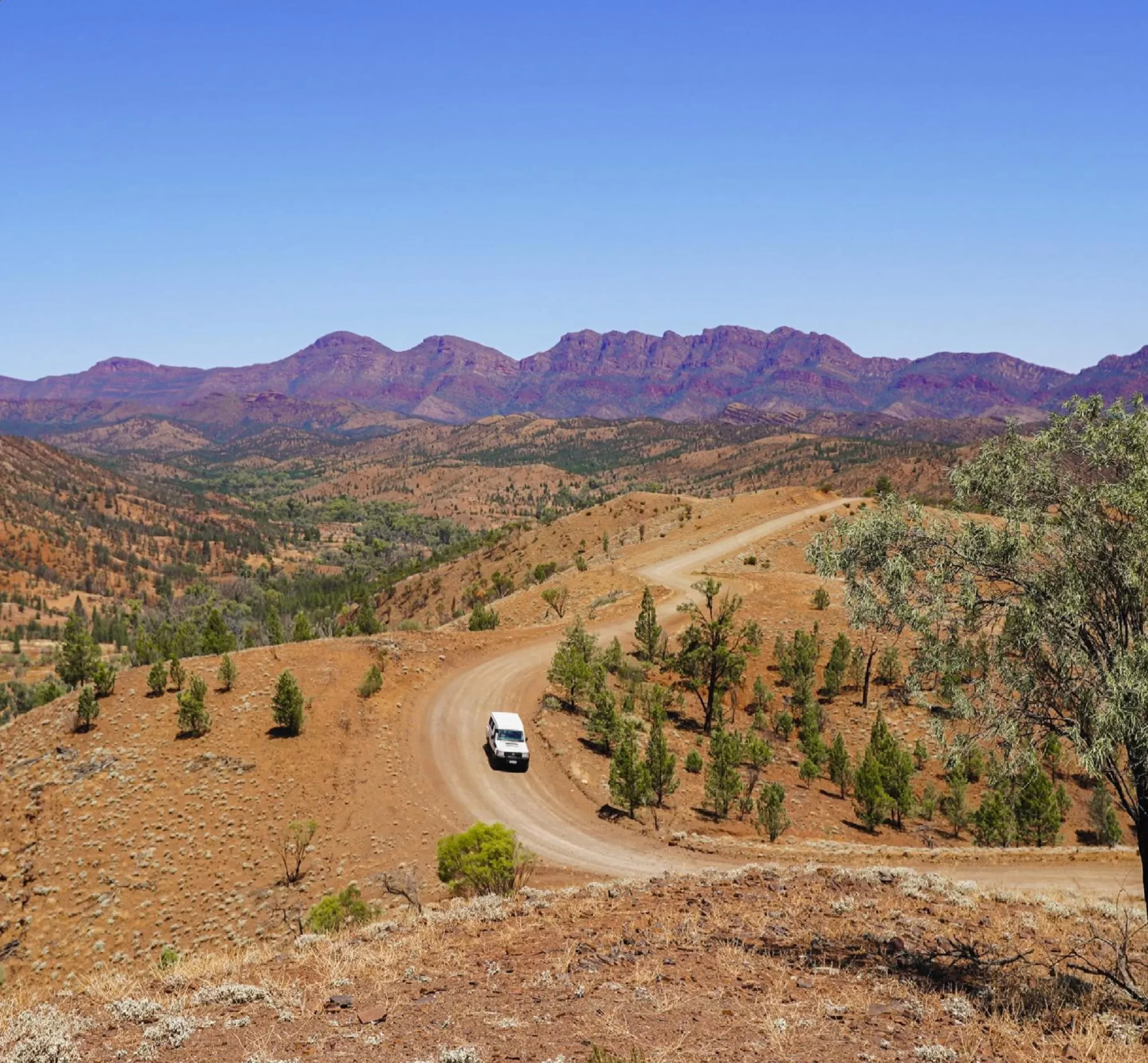 narrow bush tracks, Larapinta