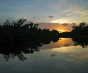 Read more about the article Invasive Species in Kakadu National Park