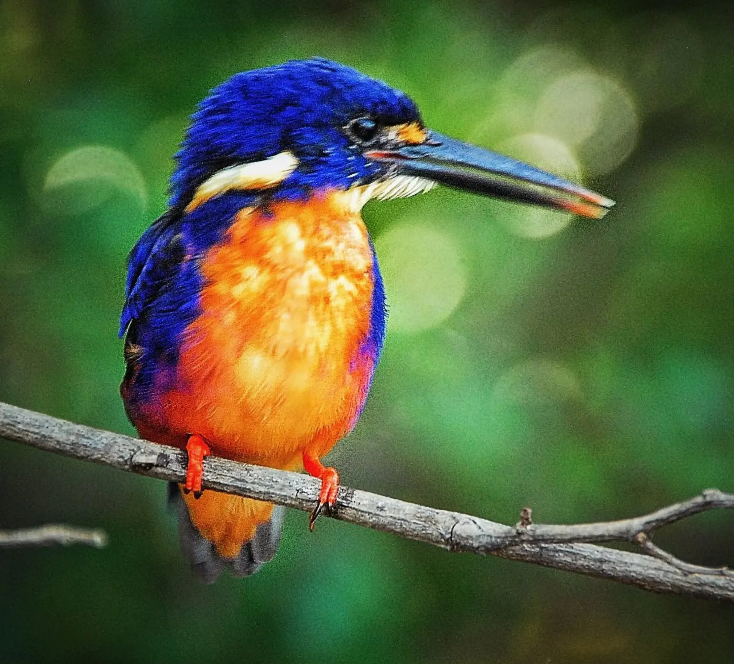 Parks Australia