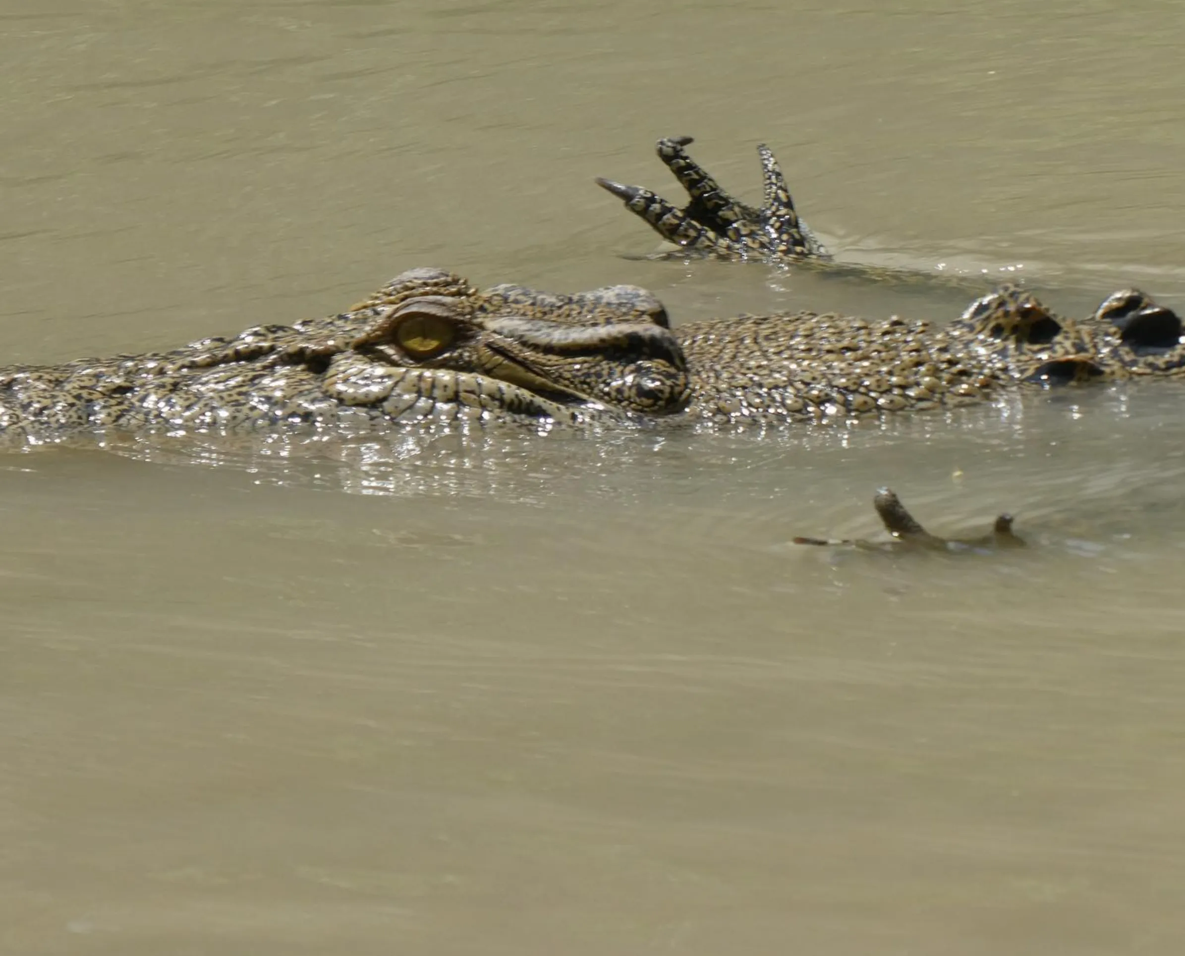 freshwater crocodiles