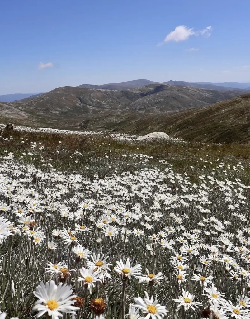 The Australian Alps Where Ambition Meets Reality
